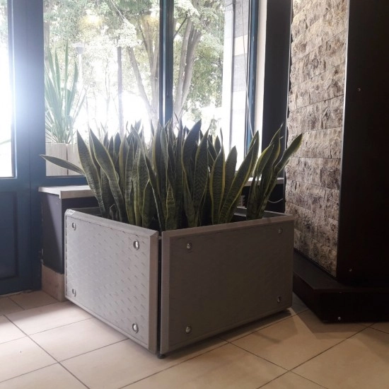 Квітник Глорія кубічна Золотий Мандарин