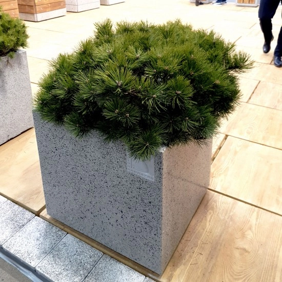 Квітник Соло 600х600 h=620 мм Золотий Мандарин